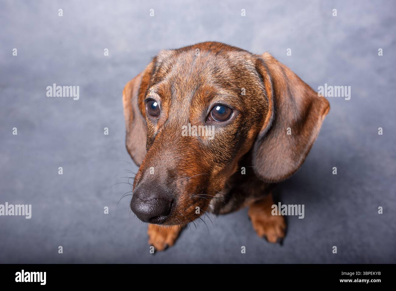 Porträt eines süßen kleinen Hundes. Grauer Hintergrund. Haustiere im Haus, Lifestyle. Draufsicht. Stockfoto