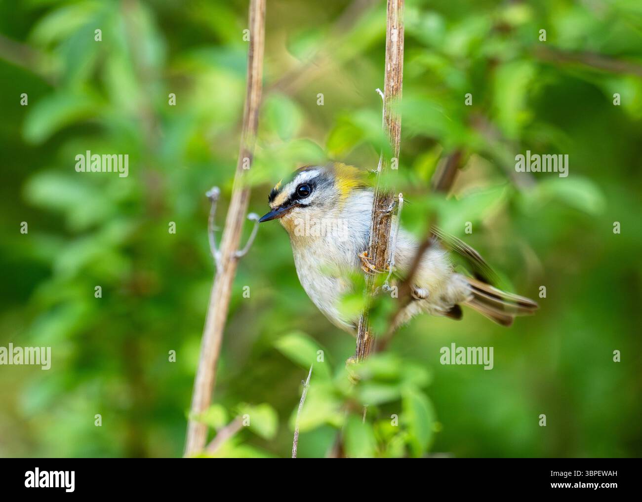 Ein männlicher Firecrest, Regulus ignicapilla im Forest of Dean, Gloucestershire, Großbritannien. Stockfoto