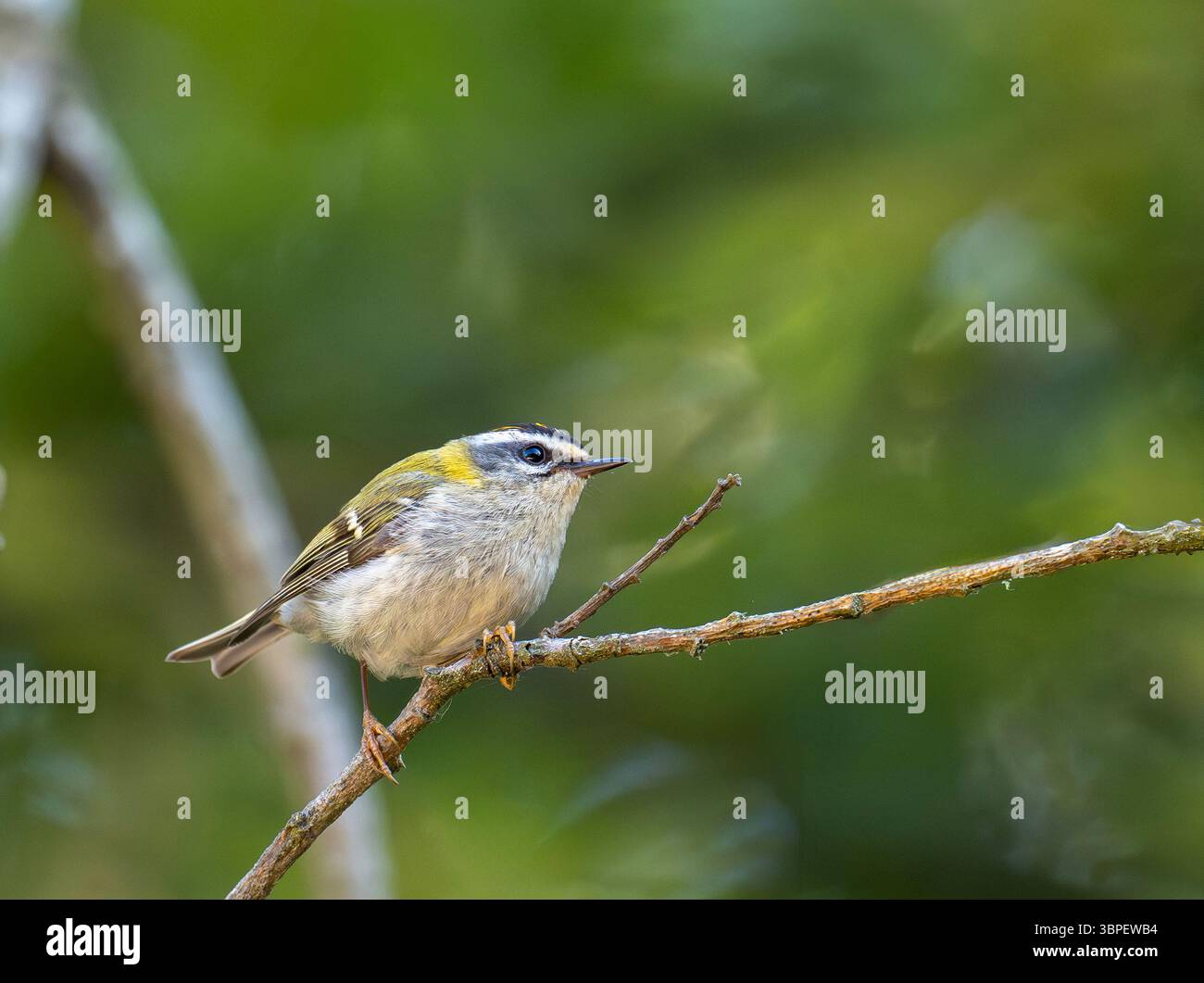 Ein männlicher Firecrest, Regulus ignicapilla im Forest of Dean, Gloucestershire, Großbritannien. Stockfoto
