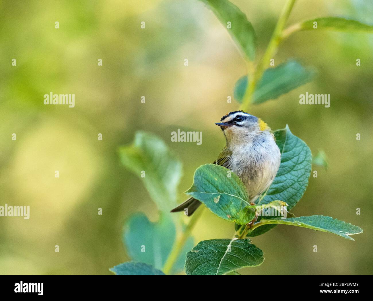 Ein männlicher Firecrest, Regulus ignicapilla im Forest of Dean, Gloucestershire, Großbritannien. Stockfoto