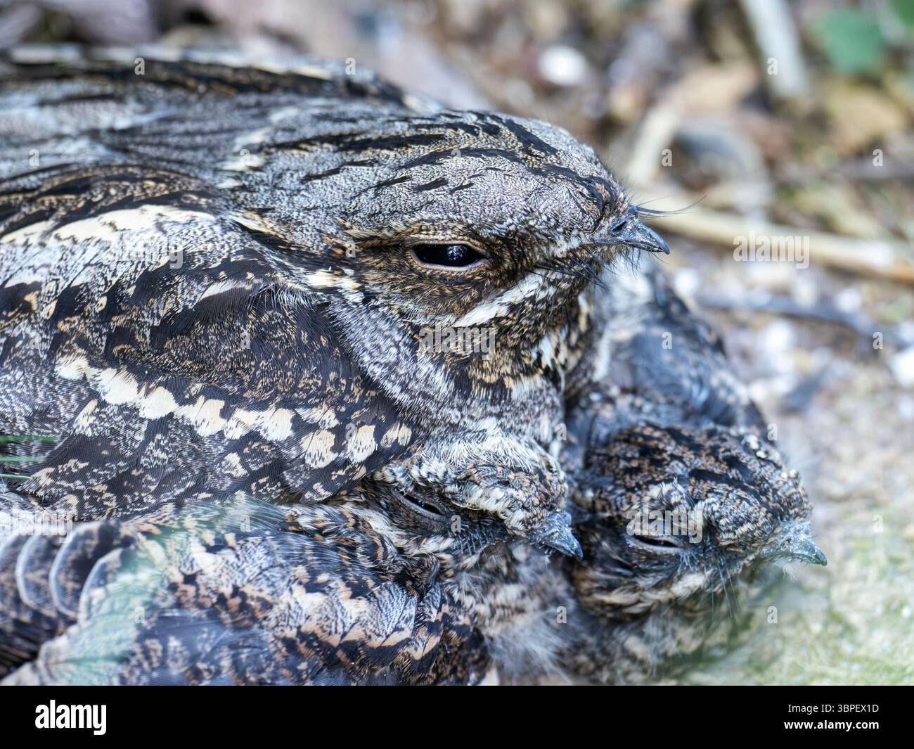 Ein europäisches Nachtglas, Caprimulgus europaeus auf einem Nest mit zwei Küken im Forest of Dean, Gloucestershire, Großbritannien. Stockfoto