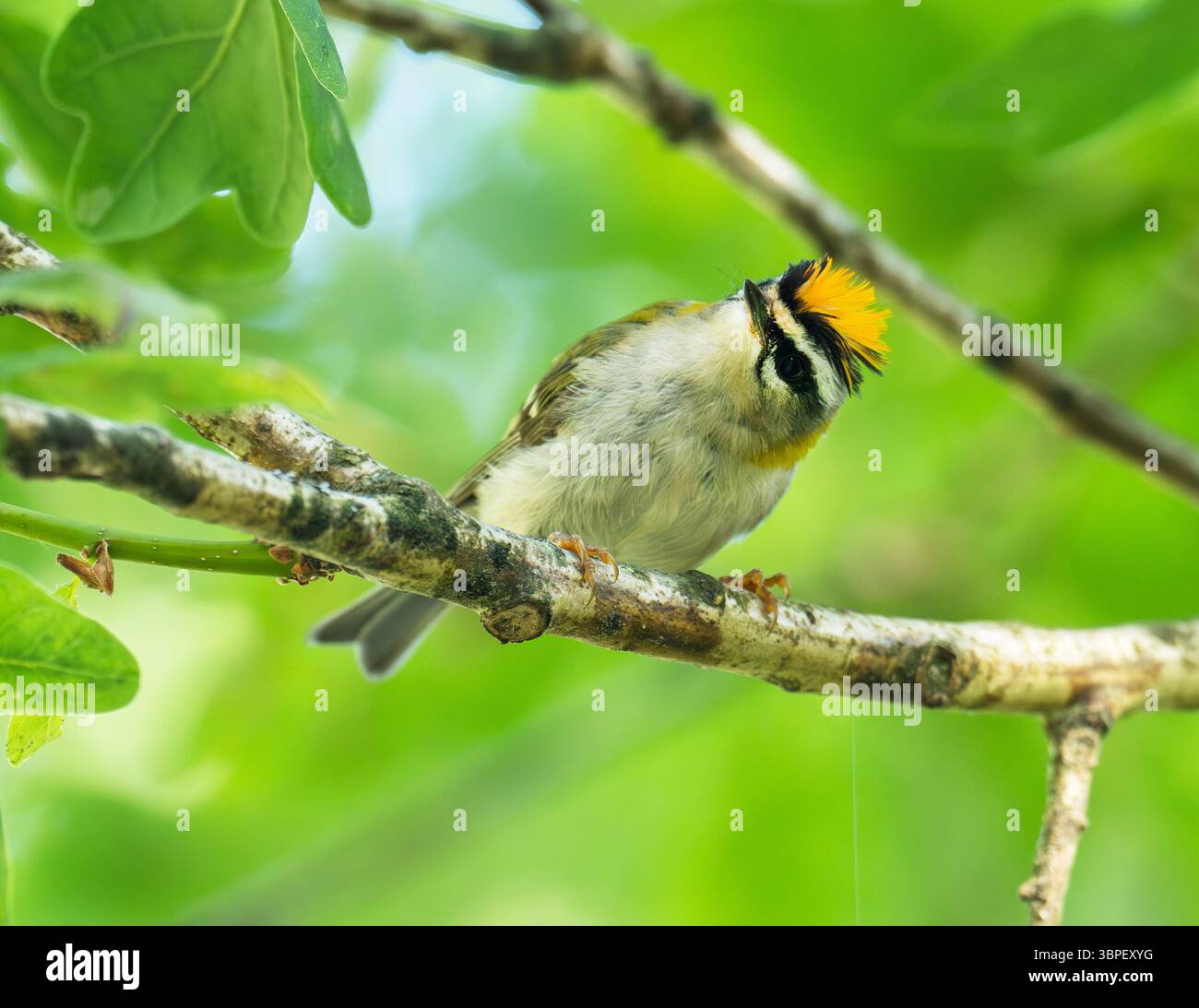 Ein männlicher Firecrest, Regulus ignicapilla im Forest of Dean, Gloucestershire, Großbritannien. Stockfoto