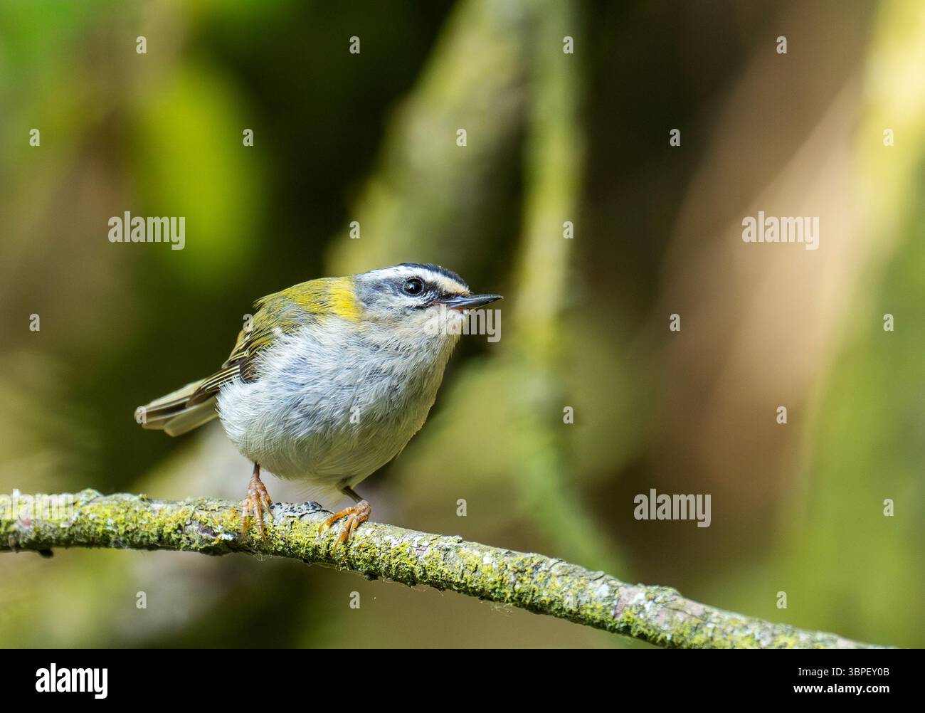 Ein männlicher Firecrest, Regulus ignicapilla im Forest of Dean, Gloucestershire, Großbritannien. Stockfoto