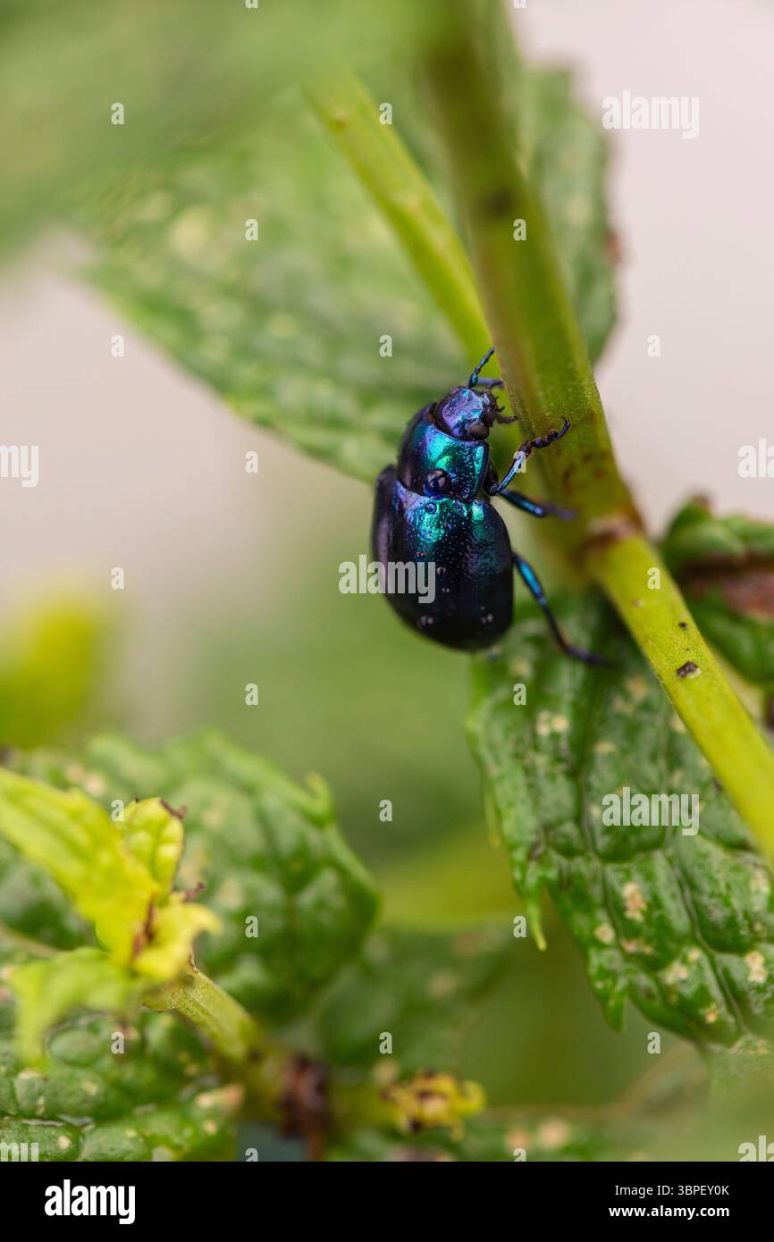 Nahaufnahme von Shiny Mint Beetle on Mint Leaf – Buntes Insekt mit Metallic Exoskelett im Grünen Stockfoto