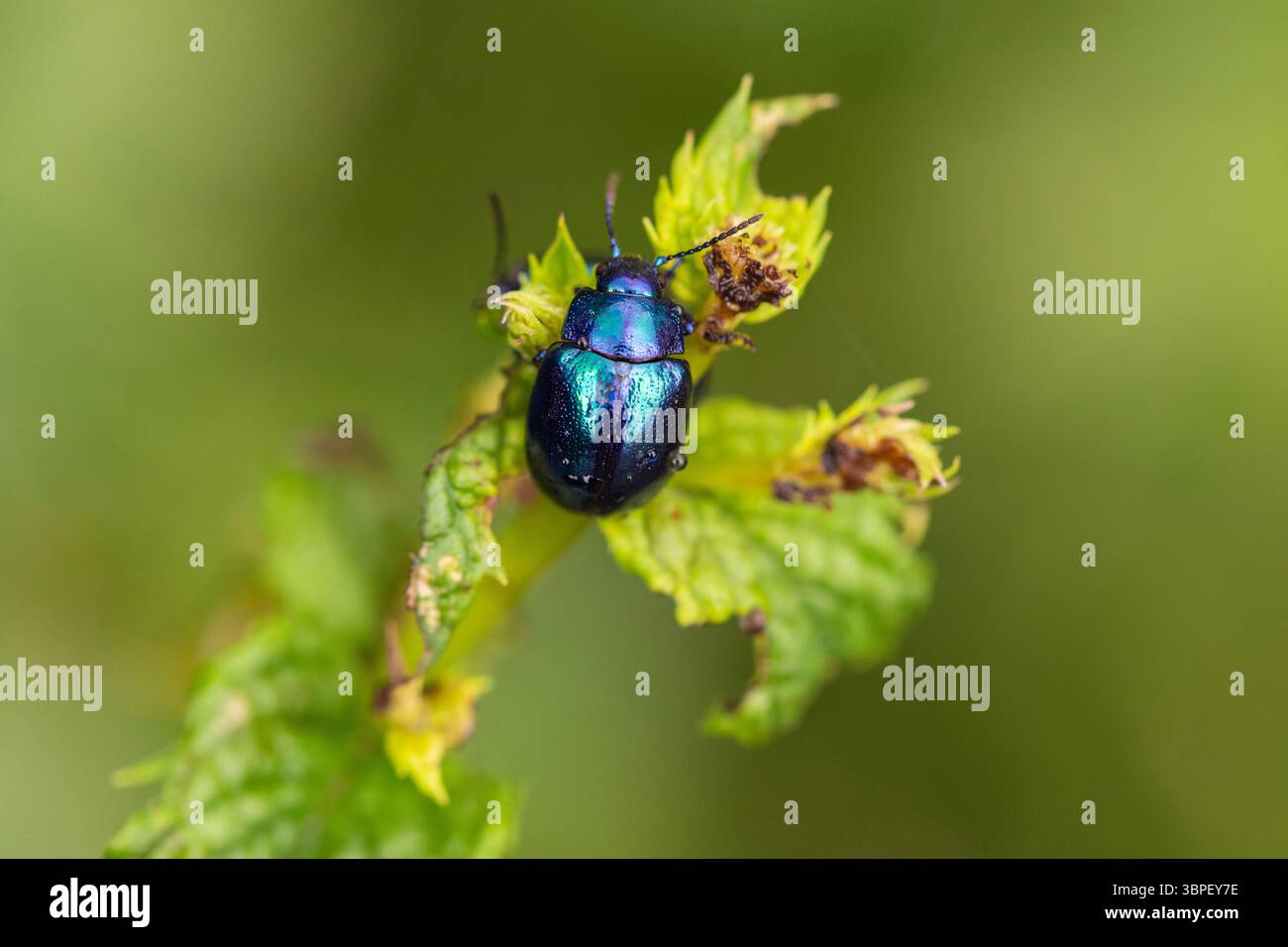 Chrysolina Herbacea mit Metallic Colors on Mint Plant – Macro Garden Insect Wildlife Photography Stockfoto