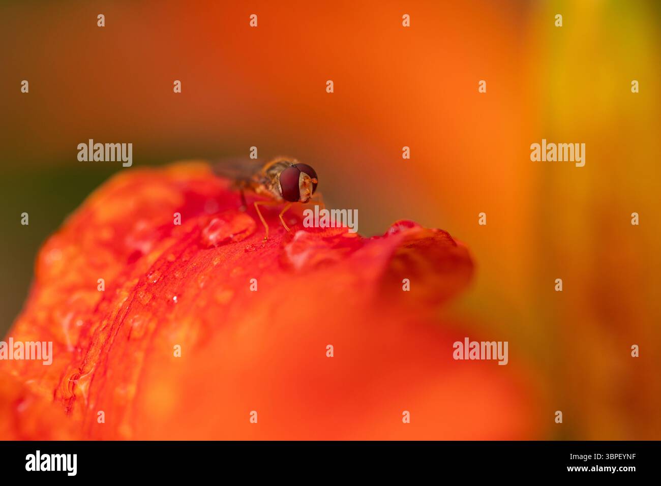 Hoverfly thront auf bunten nassen Blütenblättern – Makroinsekte auf Blumenoberfläche mit Wassertropfen Stockfoto