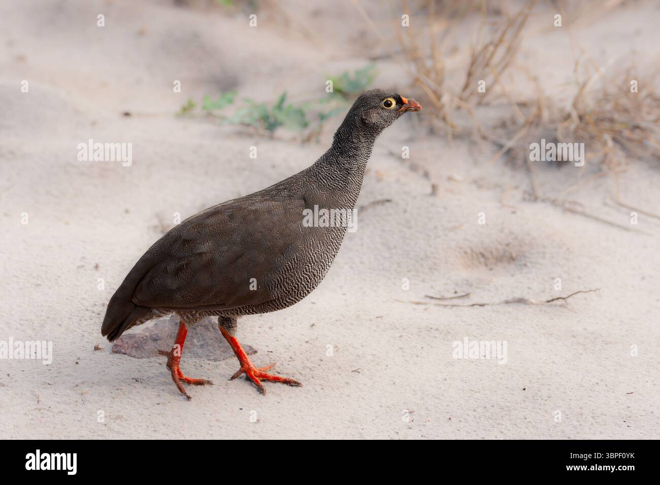 Hartlaubs Spurvögel wandern durch sandiges Gelände im südlichen Afrika mit seinen markanten roten Beinen und fein gefiederten Gefieder Stockfoto