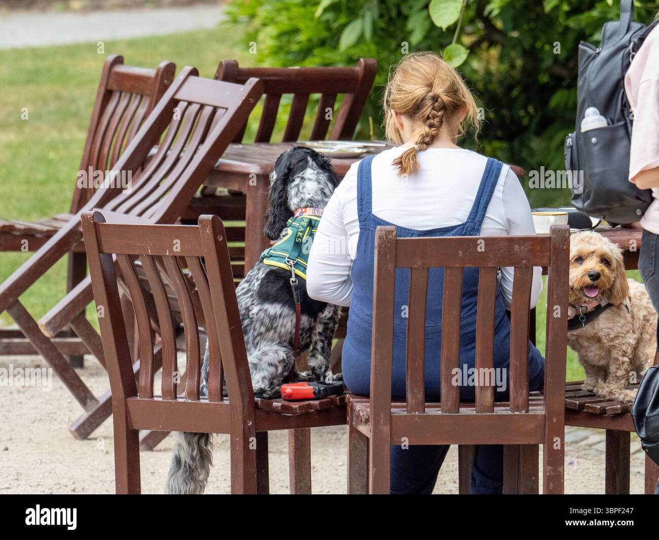 Eine Frau, die ihre beiden Hunde auf Stühlen an einem Kaffeetisch in Powis Castle, welshpool, Wales, Großbritannien, gesessen hat Stockfoto