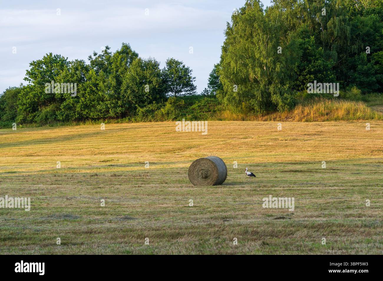 Weißstorch steht neben Heuballen auf frisch gemähtem Feld unter Sommerhimmel. Ländliche Naturszene symbolisiert ländliches Leben, Landwirtschaft, Harmonie mit Wildli Stockfoto