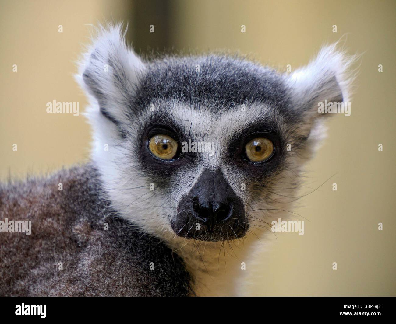 Ein Lemuren-Affen-Nahporträt Stockfoto