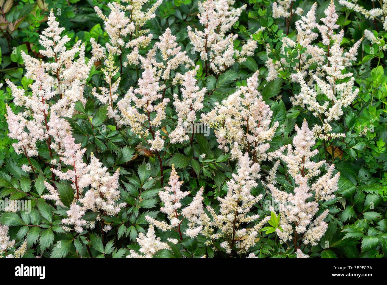 Astilbe „Deutschland“ eine weiße krautige Pflanze im Frühling, Sommer, Herbst, Staudenblüte, die allgemein als falscher Ziegenbart oder falsche Spirea, Garde, bekannt ist Stockfoto