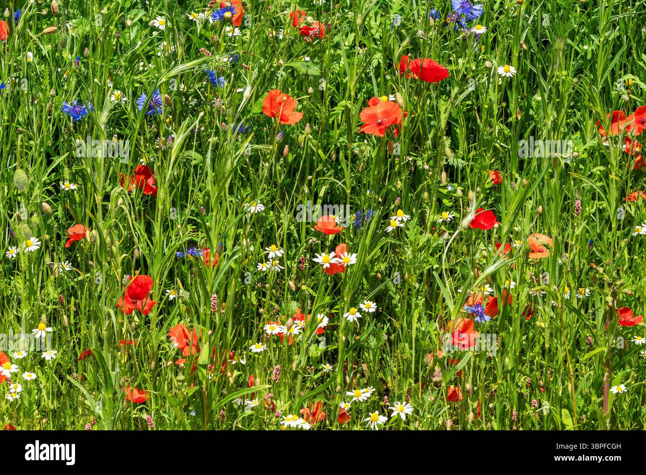 Maisfeldblumen in einem Frühlingswiese mit frühlingshaften blühenden Pflanzen wie Mohnblumen, Kornblumen und Gänseblümchen, Gartenarbeit Stockfoto Stockfoto