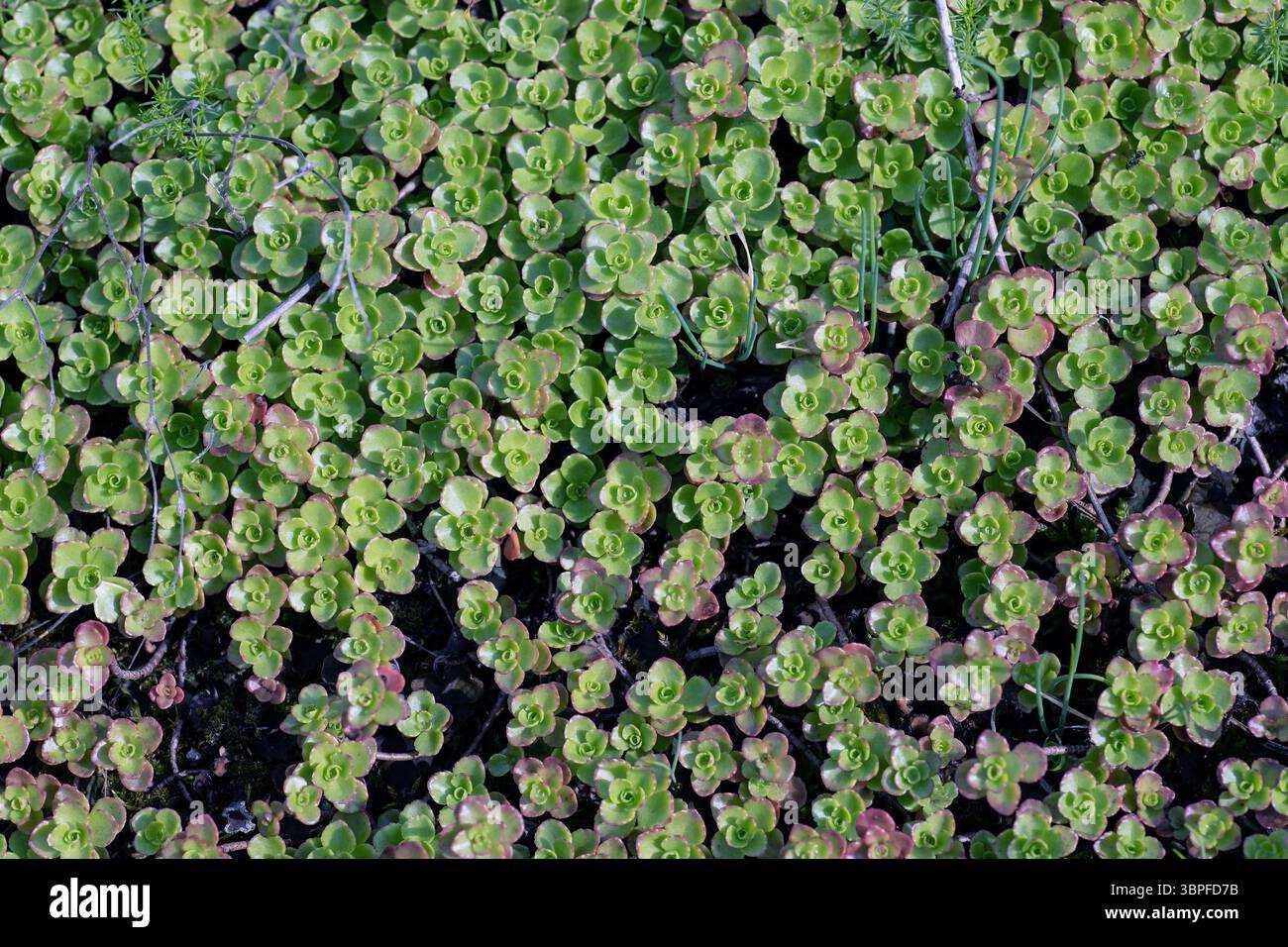 Blätter einer saftigen Pflanze namens Sedum Lime Zinger Stockfoto