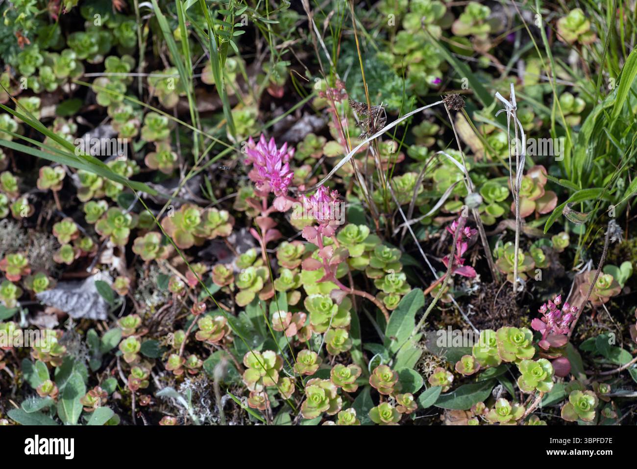 Blühendes Sedum „Lime Zinger“ Stockfoto
