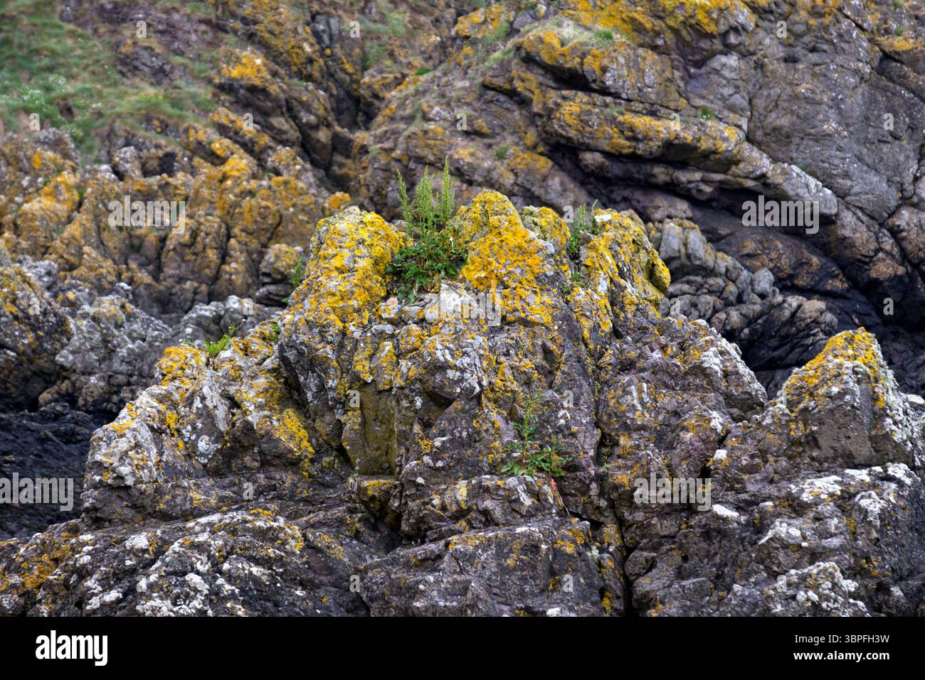 Volcanic Rocks at St Abbs, nördlich von Eyemouth, Berwickshire Coast, Scottish Borders, Vereinigtes Königreich Stockfoto
