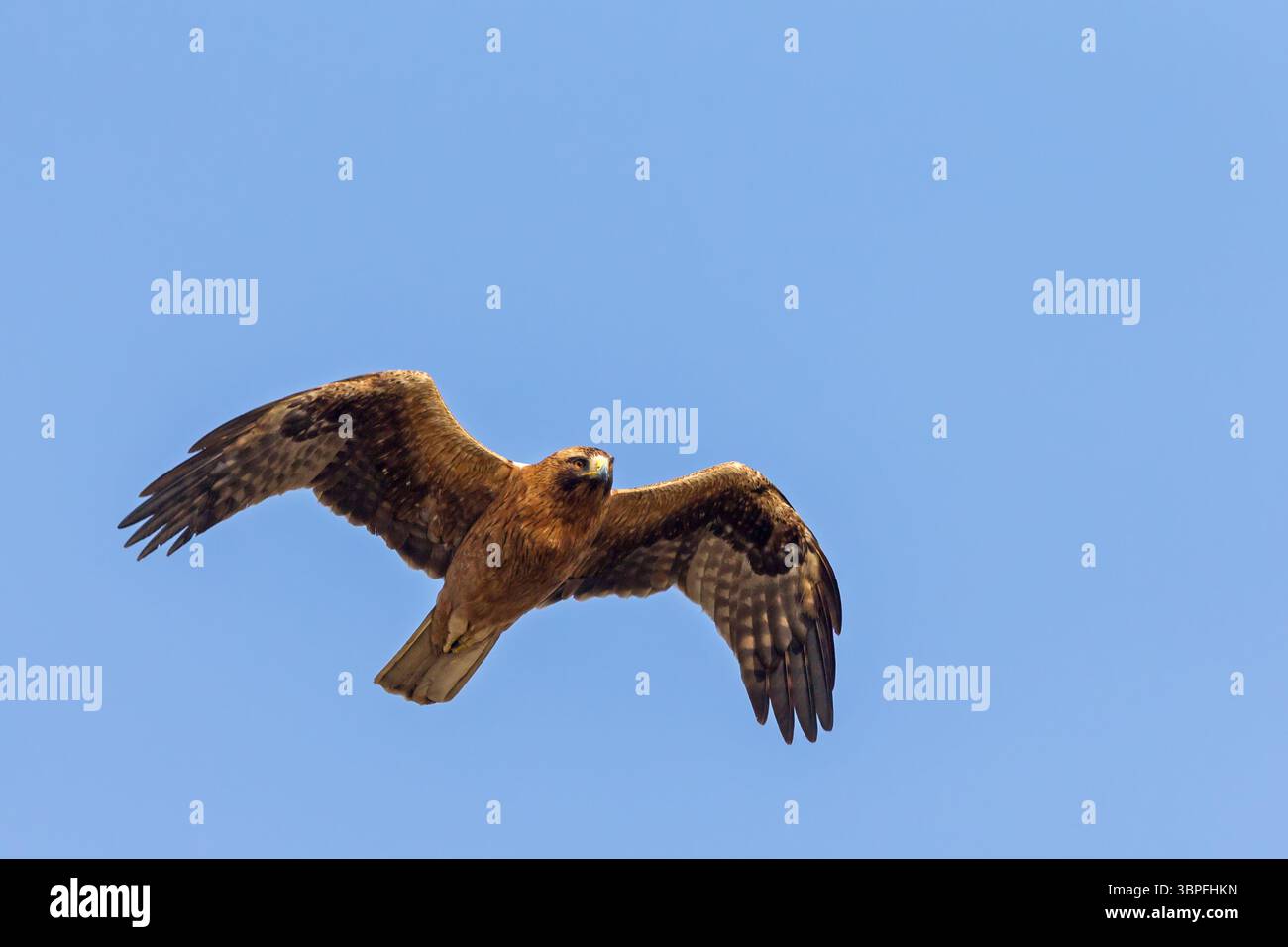 Jungadler, Tiere, Vögel, Raubvögel, Hieraaetus pennatus, Luftaufnahmen, blauer Himmel, Adler, Stockfoto