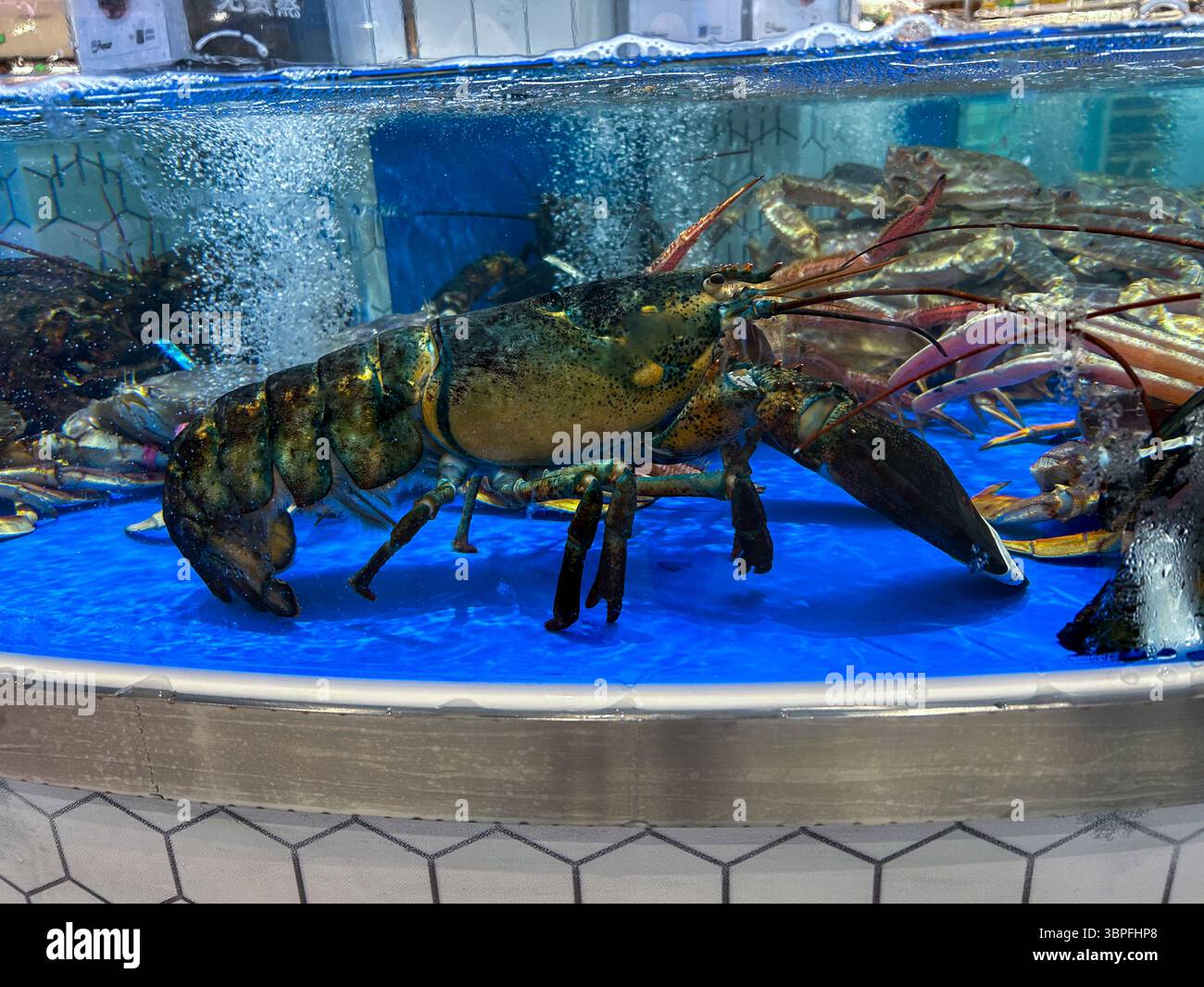 Shanghai, China, Nahaufnahme, Live Hummer im Aquarium, Food Shopping im großen chinesischen Lebensmittelmarkt « Premier' china Market Stockfoto