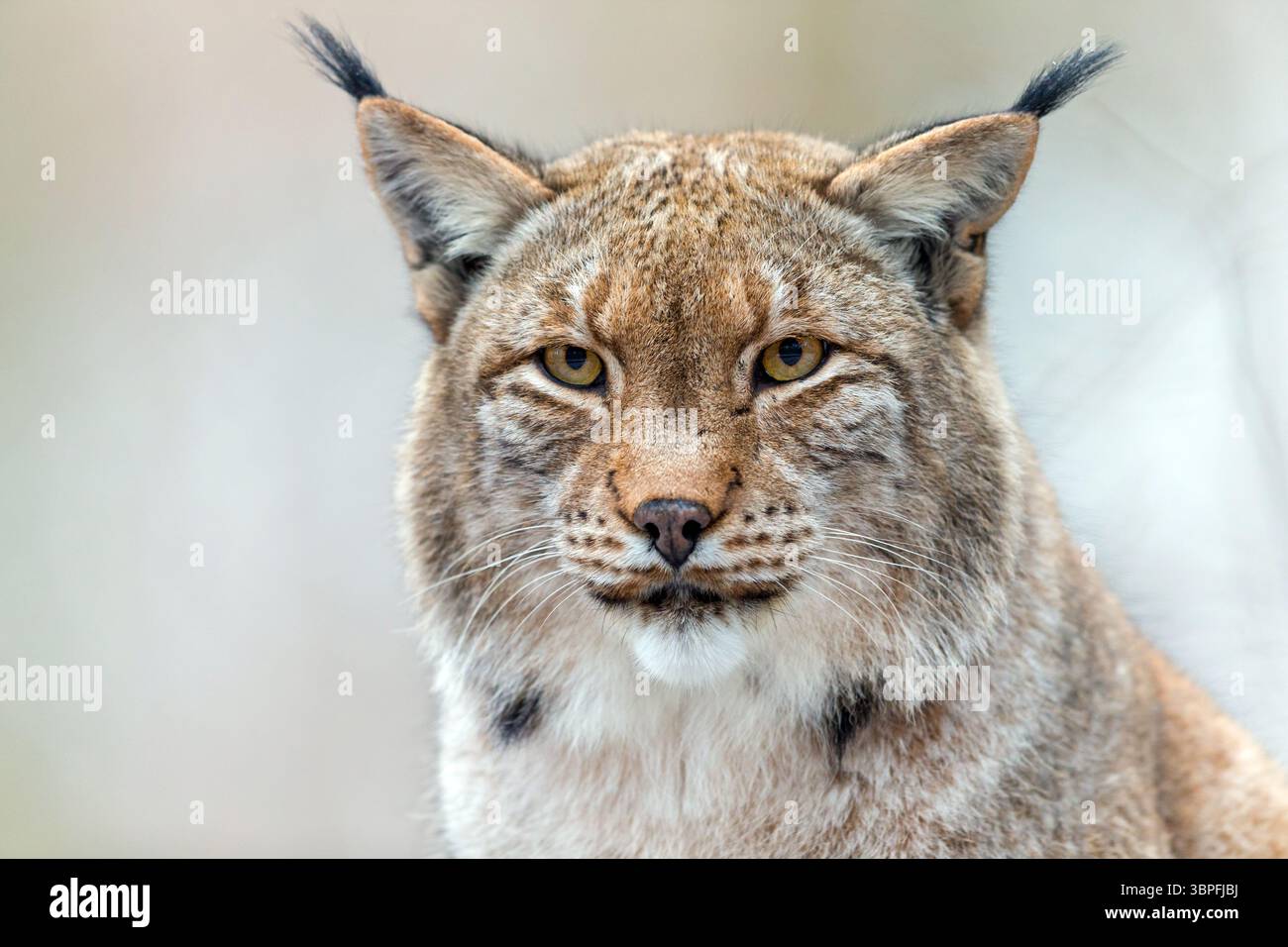 Eurasischer Luchs, nördlicher Luchs, Eurasischer Lynx, Lynx Luchs, Tiere, Säugetiere, Porträt, Stockfoto