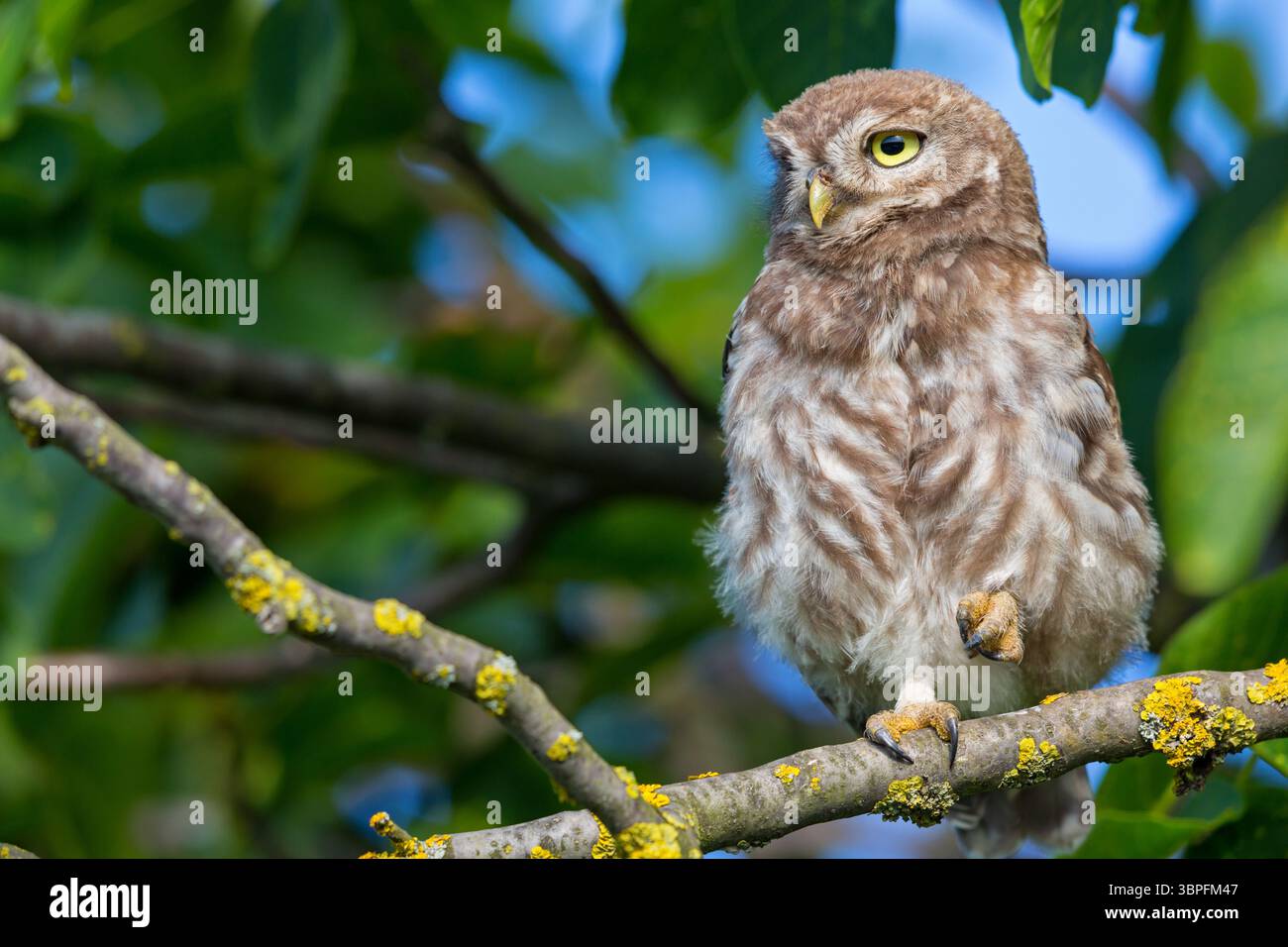 Kleine Eulen, Athene noctua, Tiere, Vögel, Eulen, Eulenfamilie, Stockfoto