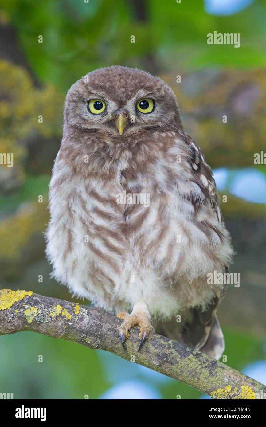 Kleine Eulen, Athene noctua, Tiere, Vögel, Eulen, Eulenfamilie, Stockfoto
