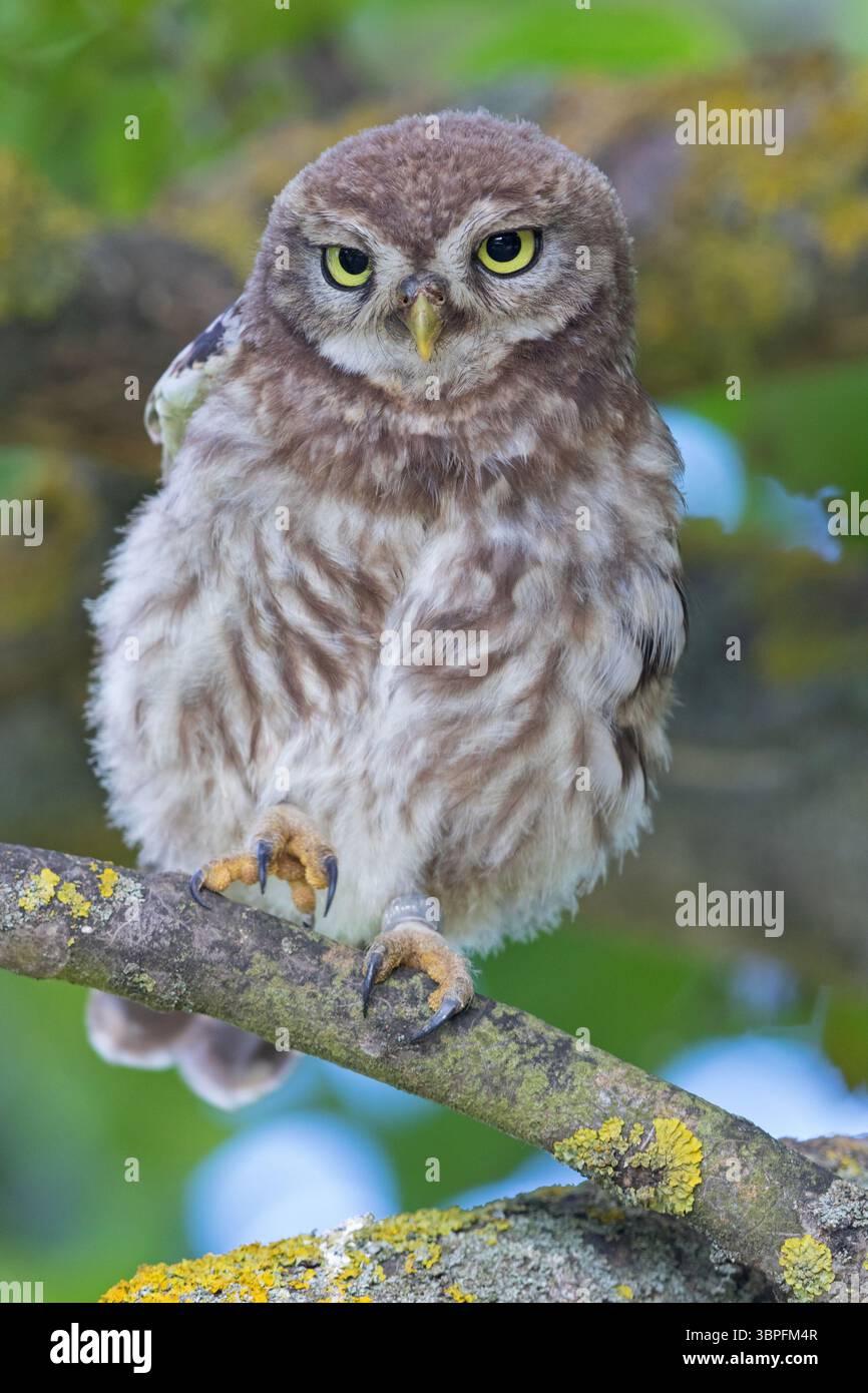 Kleine Eulen, Athene noctua, Tiere, Vögel, Eulen, Eulenfamilie, Stockfoto