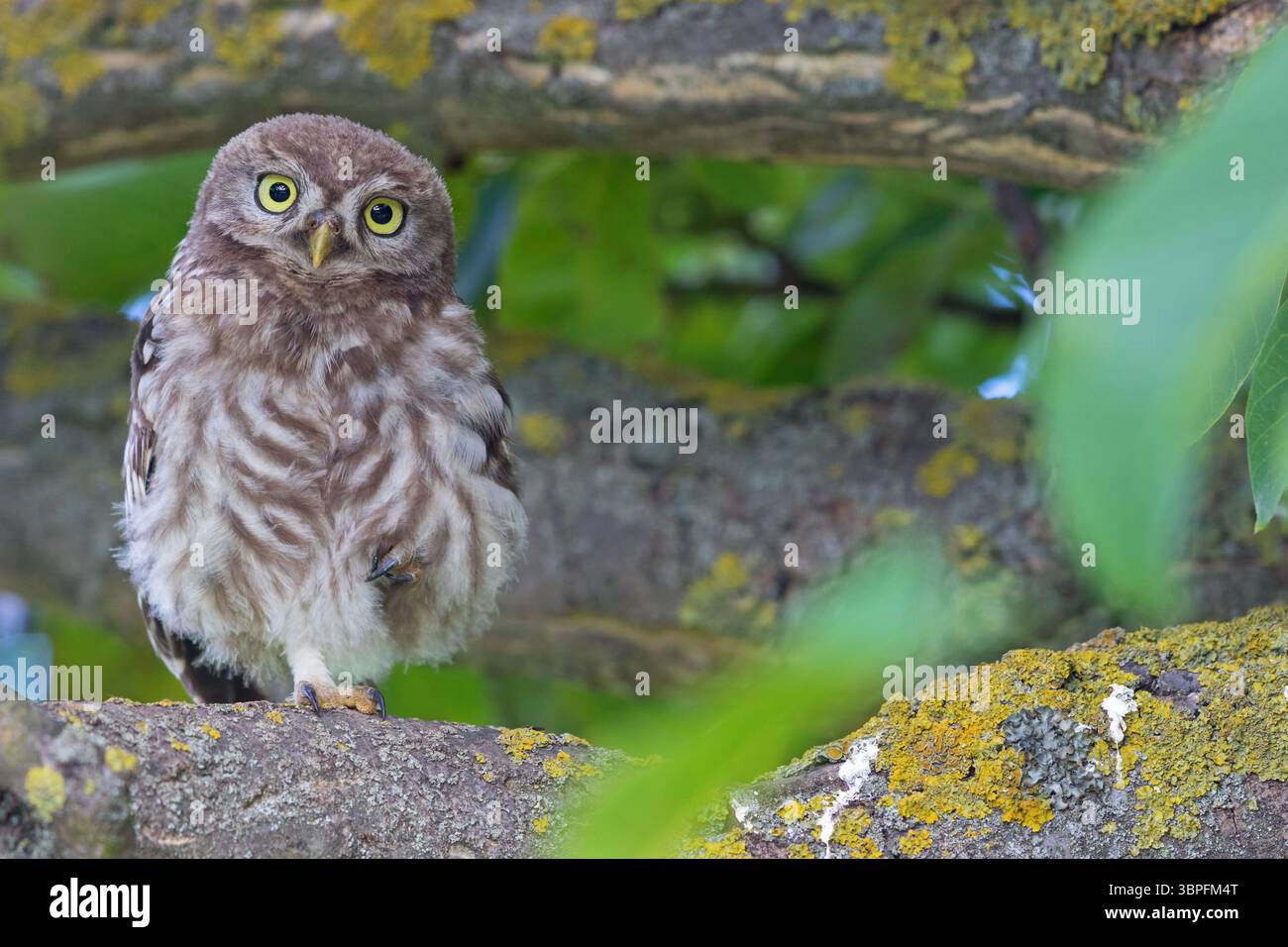 Kleine Eulen, Athene noctua, Tiere, Vögel, Eulen, Eulenfamilie, Stockfoto