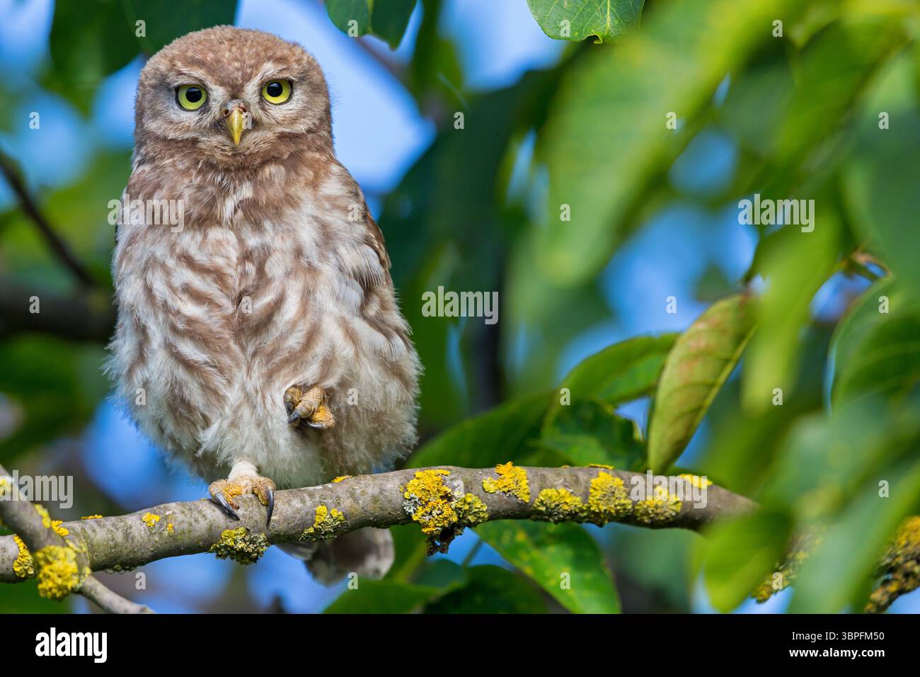 Kleine Eulen, Athene noctua, Tiere, Vögel, Eulen, Eulenfamilie, Stockfoto