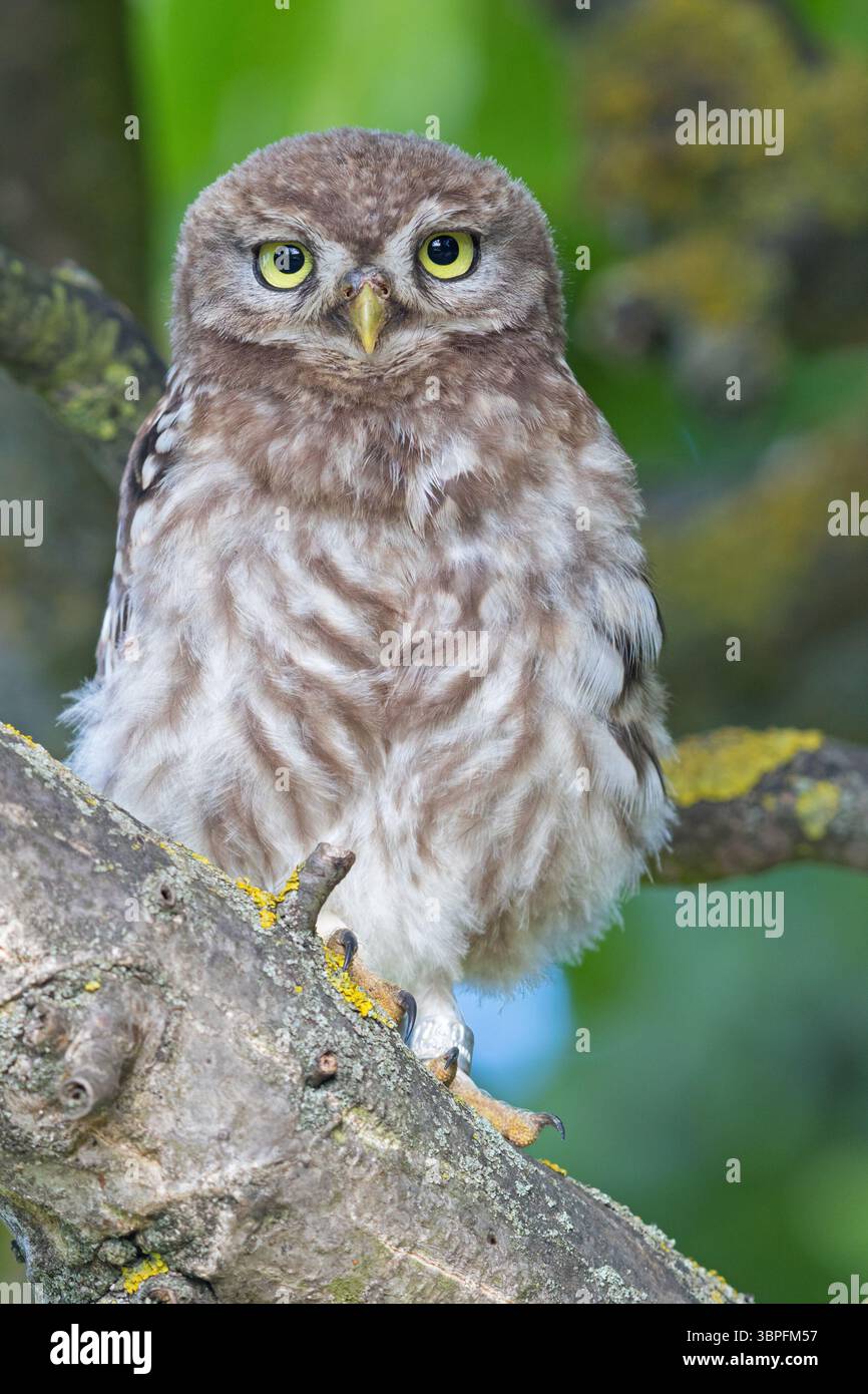 Kleine Eulen, Athene noctua, Tiere, Vögel, Eulen, Eulenfamilie, Stockfoto