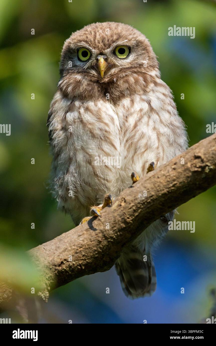 Kleine Eulen, Athene noctua, Tiere, Vögel, Eulen, Eulenfamilie, Stockfoto