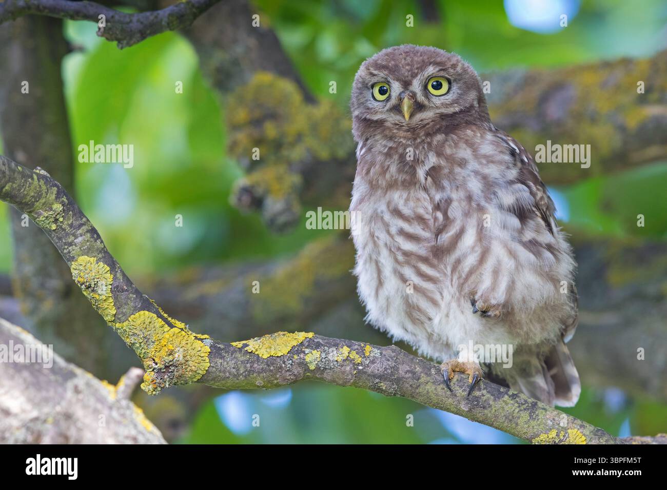 Kleine Eulen, Athene noctua, Tiere, Vögel, Eulen, Eulenfamilie, Stockfoto