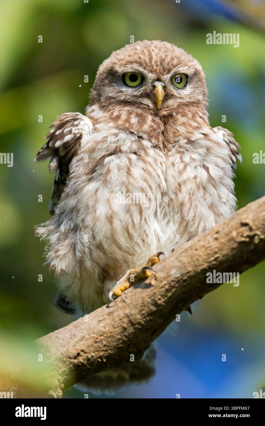 Kleine Eulen, Athene noctua, Tiere, Vögel, Eulen, Eulenfamilie, Stockfoto
