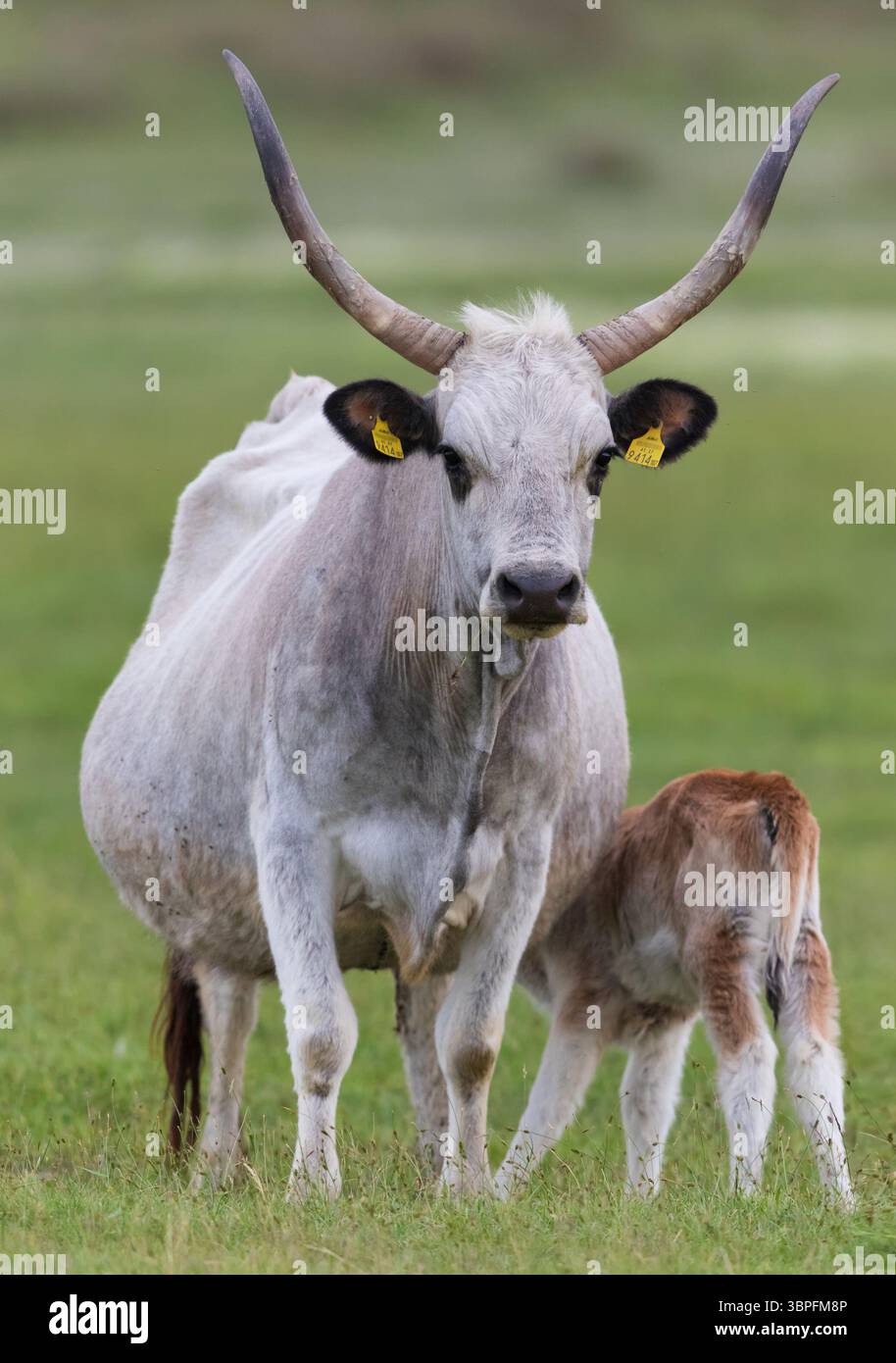 Ungarische Steppenrinder, Ungarische Graurinder, Bos primigenius taurus, Kuh mit Kalb, Tierkinder, Stockfoto