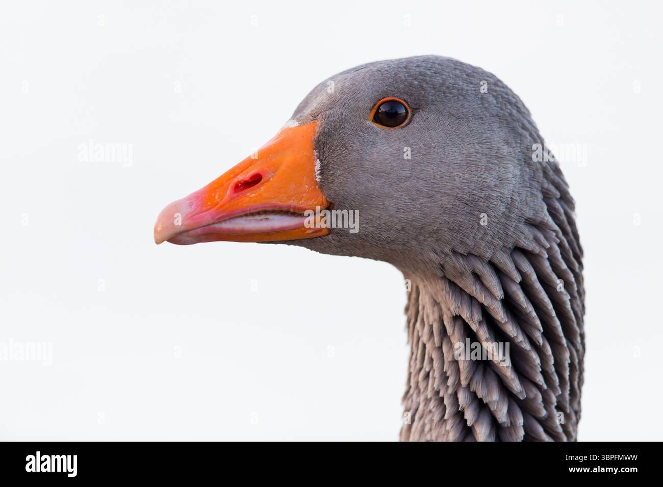 Graugans, Anser Anser, Tiere, Vögel, Gans, Gänse, Feldgänse, Entenfamilie, Porträt, Stockfoto