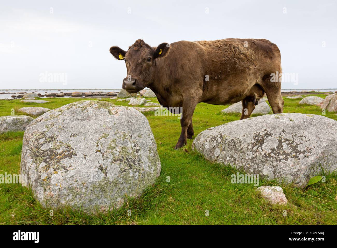 Braune Hausrinder, Kuh, Bos primigenius taurus, Tiere, Säugetiere, Rinder, Rinder, Stockfoto