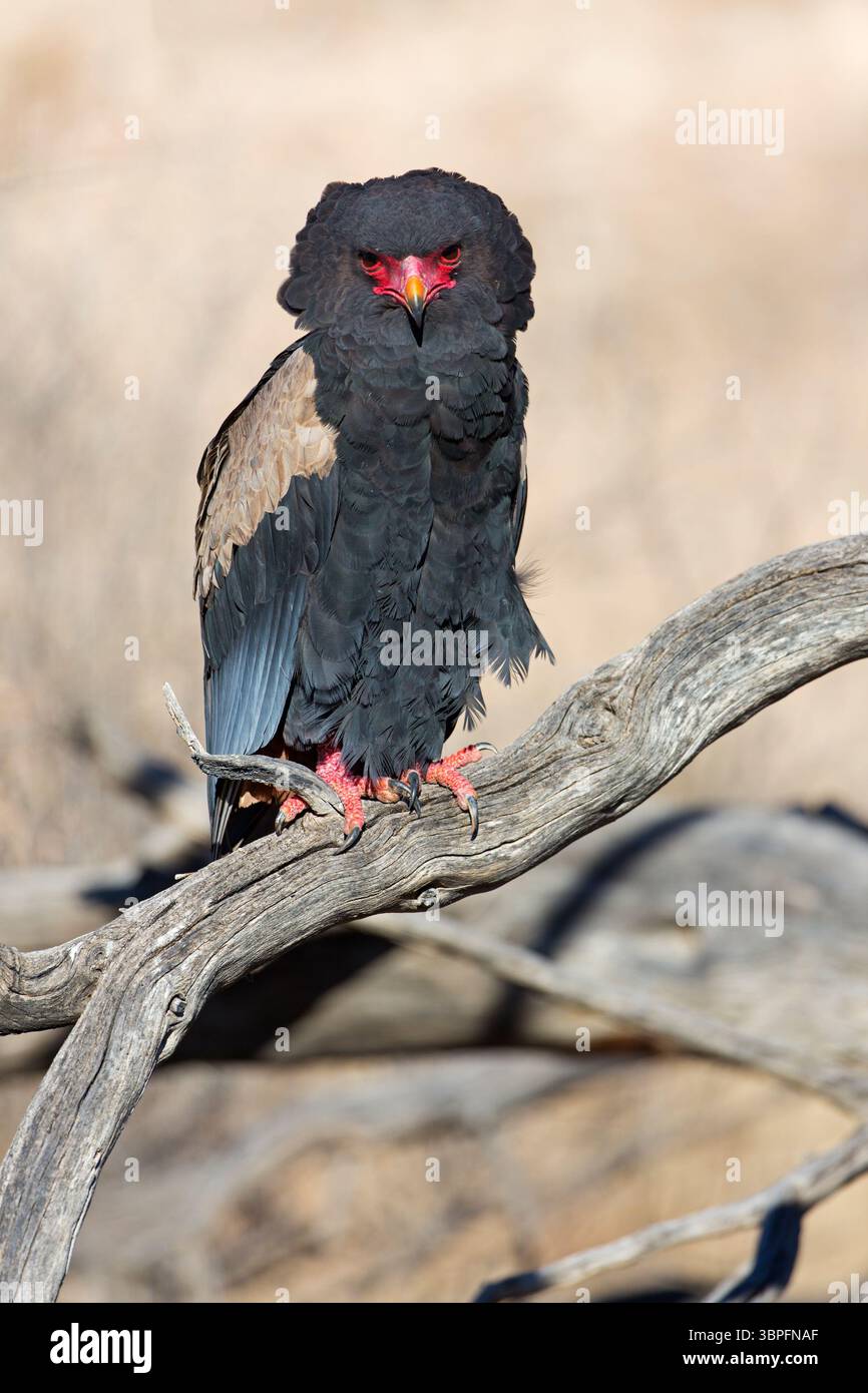 Bateleur, Terathopius ecaudatus, Tiere, Vögel, Raubvögel, Unterfamilie der Schlangenadler, Adler, Afrika, Barsch, Stockfoto