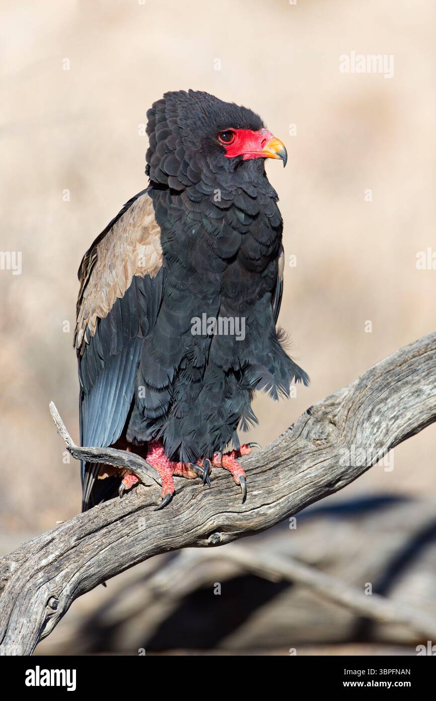 Bateleur, Terathopius ecaudatus, Tiere, Vögel, Raubvögel, Unterfamilie der Schlangenadler, Adler, Afrika, Barsch, Stockfoto