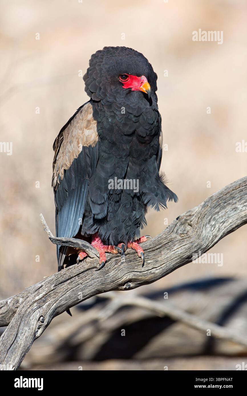 Bateleur, Terathopius ecaudatus, Tiere, Vögel, Raubvögel, Unterfamilie der Schlangenadler, Adler, Afrika, Barsch, Stockfoto