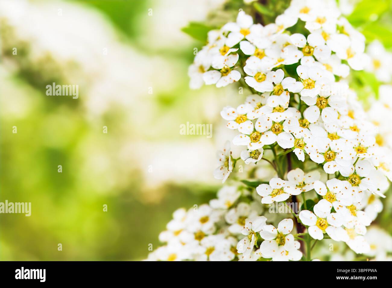 Elegante vertikale Blütensträhne gegen sanftes Grün. Minimalistische Ästhetik und ruhige Stärke der Natur. Für Wellness-Branding, florale B Stockfoto