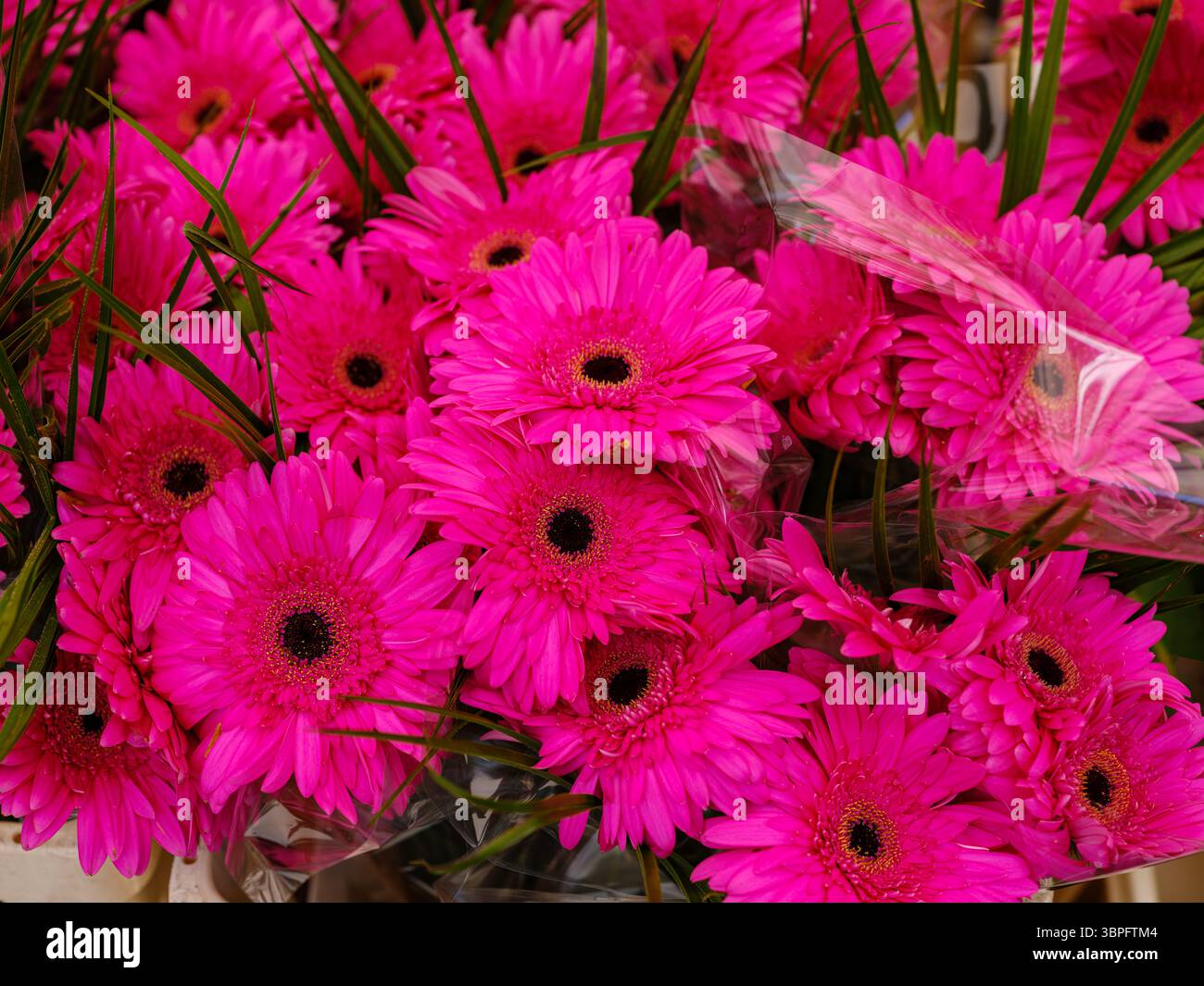 Nahaufnahme von leuchtenden, pinken Gerbera-Gänseblümchen, die in einem Blumenmarkt in London in einem Blumenstrauß angeordnet werden Stockfoto