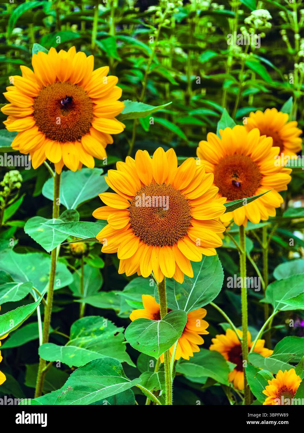 Sonnenblume in voller Blüte. Fesselnde Blumenfotografie perfekt für Naturliebhaber, Hintergrundbilder und digitales Marketing. Natürlicher Hintergrund Stockfoto