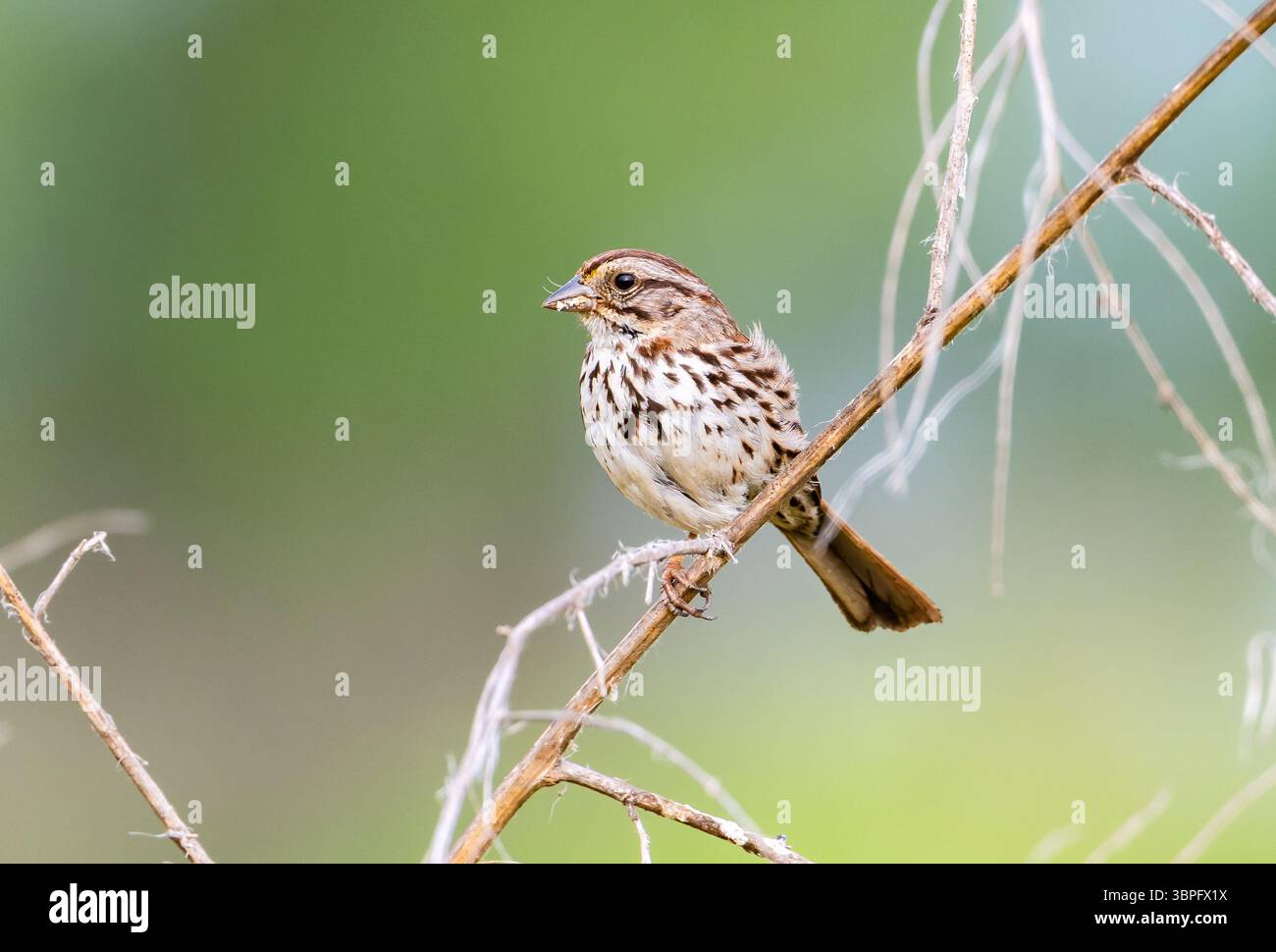 Ein Song-Sparrow (Melospiza melodia), der auf einem Zweig thront. Kalifornien, USA. Stockfoto