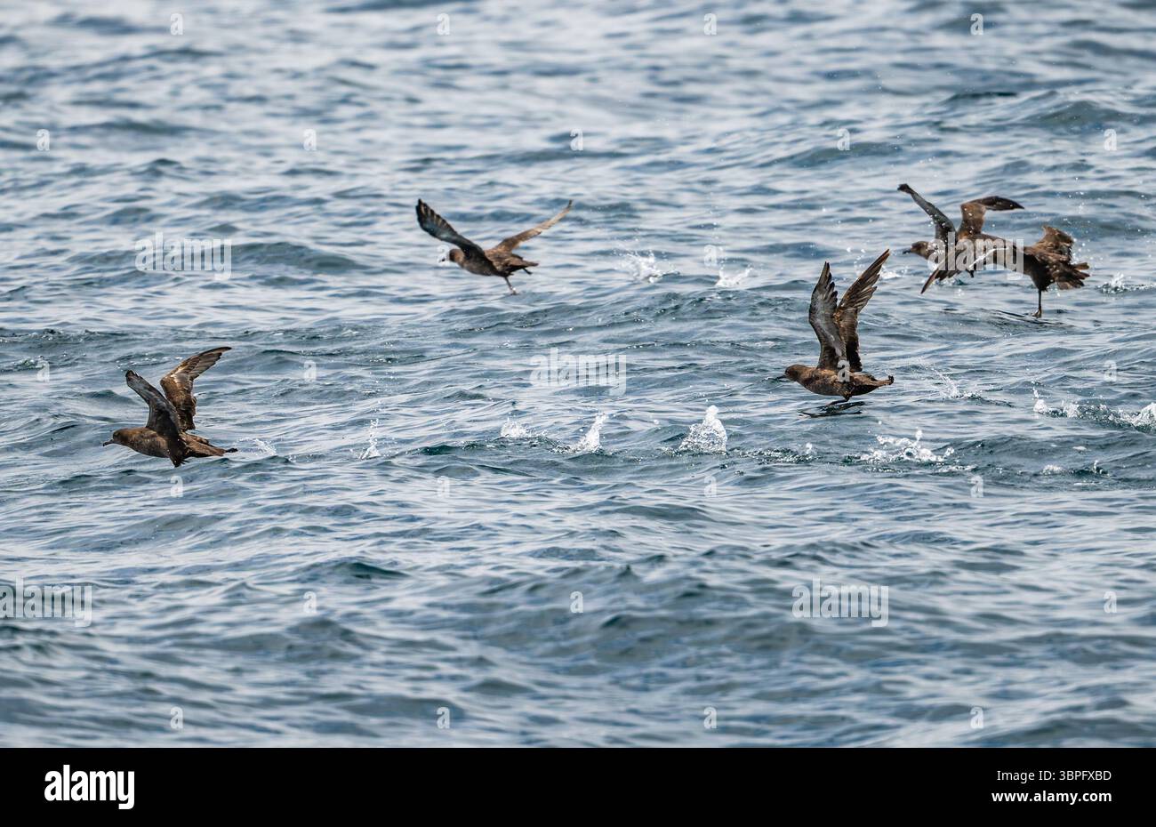 Ruß-Sturmtaucher (Ardenna grisea), die vor der Küste Südkaliforniens, USA, aus dem Wasser starten. Stockfoto