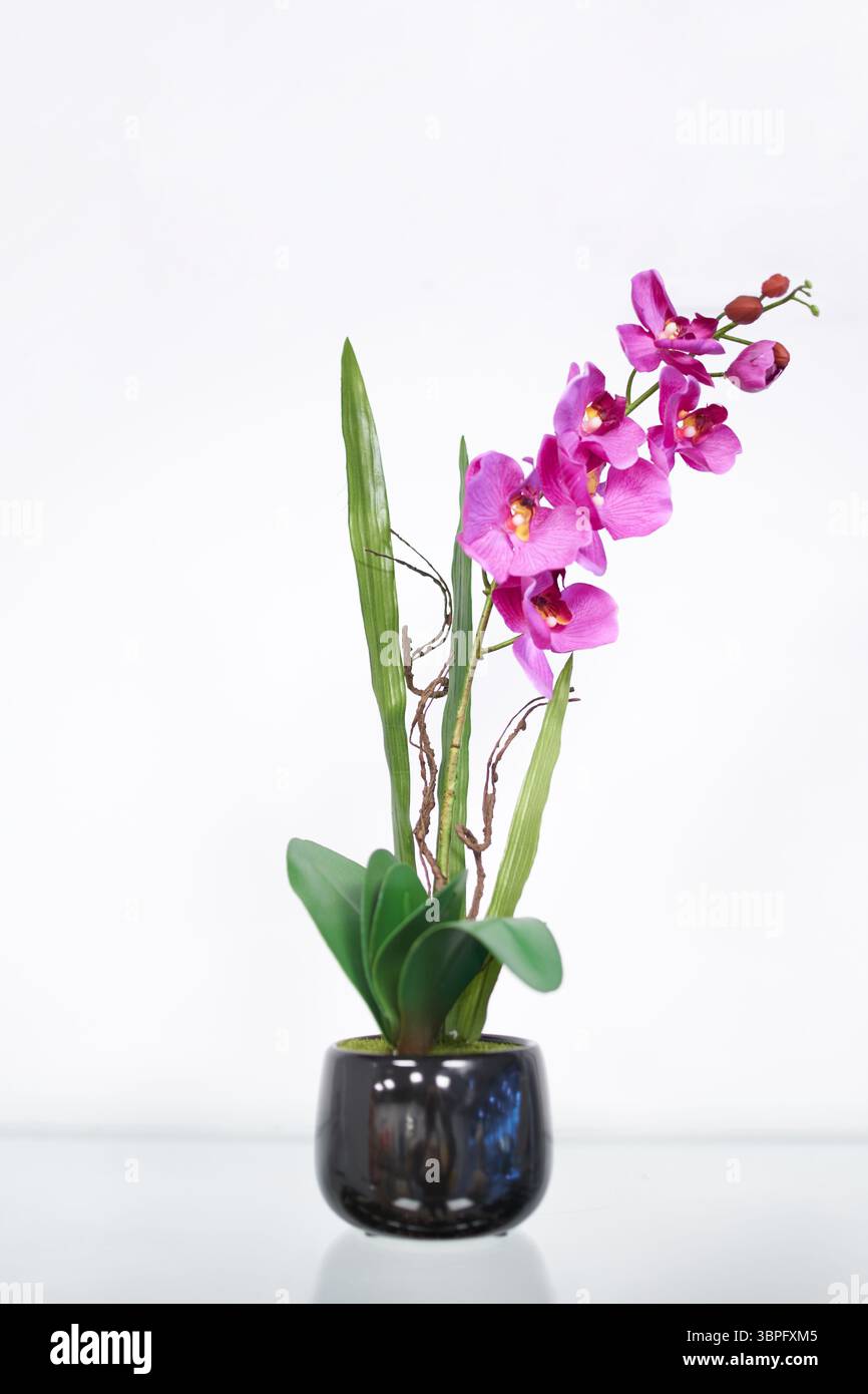 Elegante rosafarbene Orchidee in schwarzem Keramiktopf Stockfoto