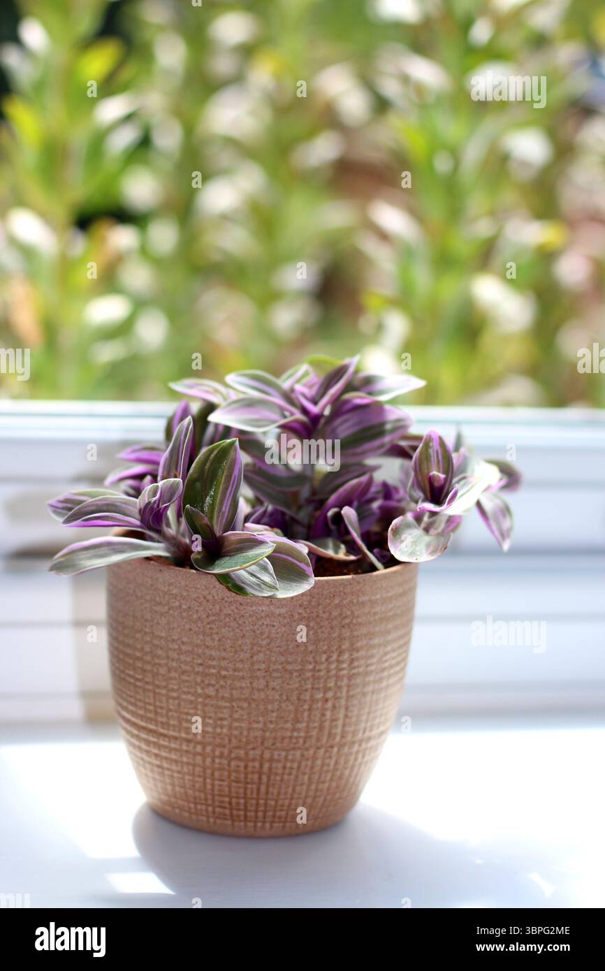 Die fröhlichen violetten Blätter der Tradescantia „Nanouk“ (auch bekannt als der Wanderende) erhellen eine Fensterbank Stockfoto
