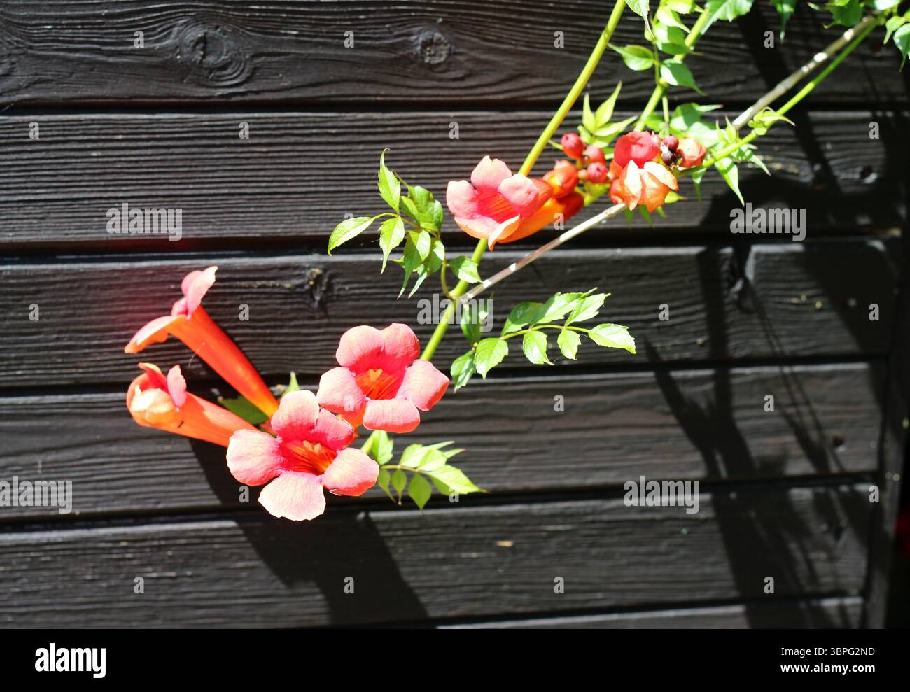 Helle Trompetenblüten der Weinrebe (Campsis) fallen auf die schwarze Farbe. Trotz des tropischen Aussehens wächst Campsis in Großbritannien gut Stockfoto