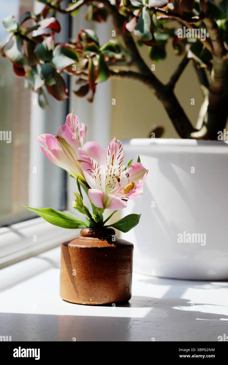 Ein Schnitt der Alstroemeria 'Sommerpause' in einem kleinen Steingut-Topf (antikes Tintenfass) mit Crassula ovata undulata (lockige Jadepflanze) im Hintergrund Stockfoto