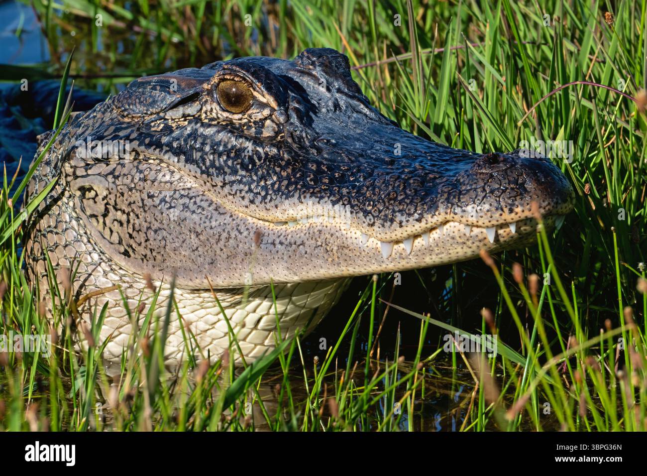Amerikanischer Alligator mit Zähnen mit Kopf über Wasser am Teichrand, fotografiert in Texas Feuchtgebiet. Stockfoto