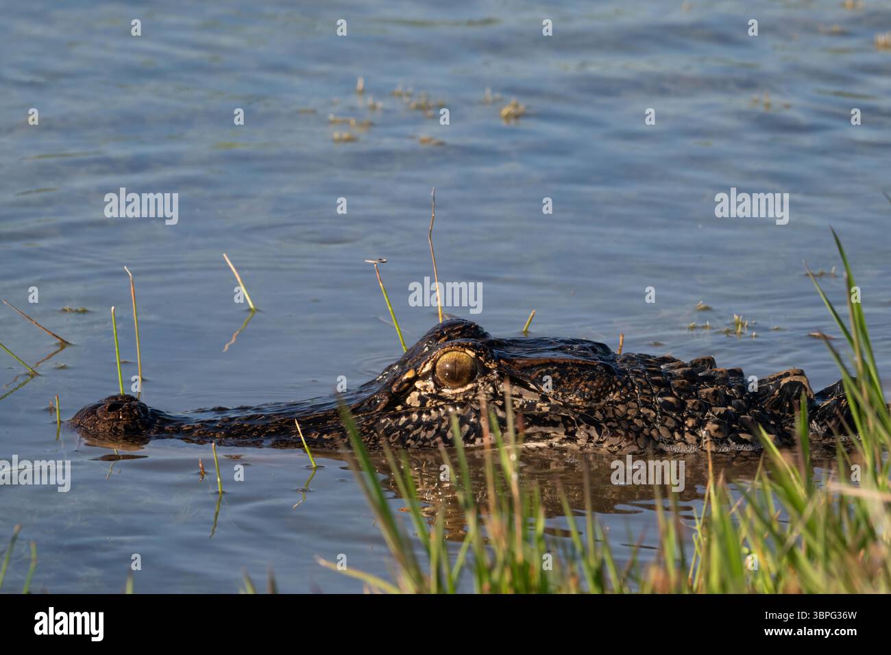 Amerikanischer Alligator, der mit Augen über dem Wasser am Teichrand schleicht, fotografiert in Texas Feuchtgebiet. Stockfoto