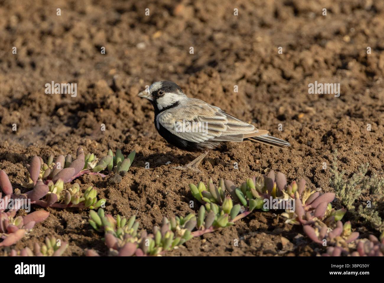Schwarz gekrönte Sperlinge Lark (männlich) Stockfoto