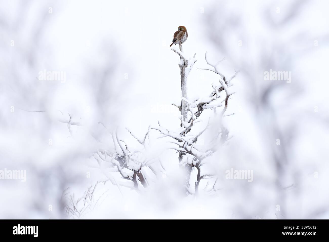 Austral Pygmieneule, Glaucidium nana, sitzt auf dem Baumzweig mit klarem, winterlich schneebedeckten Hintergrund. Eule, Winter Patagonien. Wilder Vogel in der Natur habitisch Stockfoto
